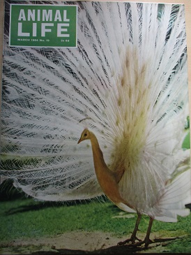 ANIMAL LIFE magazine, March 1964 issue for sale. Original British publication from Tilley, Chesterfi