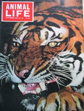 ANIMAL LIFE magazine, November 1963 issue for sale. Original British publication from Tilley, Cheste